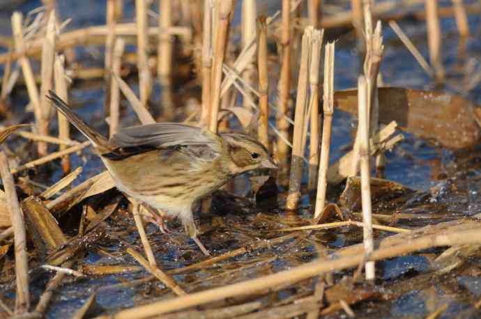 雌性灰头鹀（3）