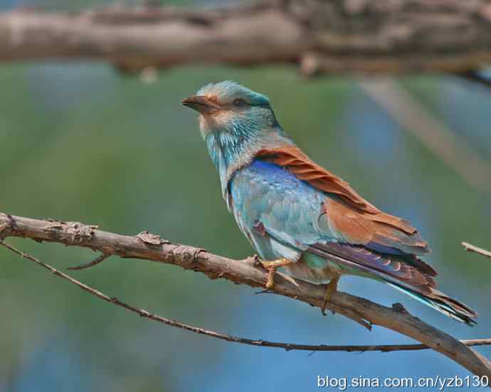 蓝胸佛法僧（组图，9张图片）
