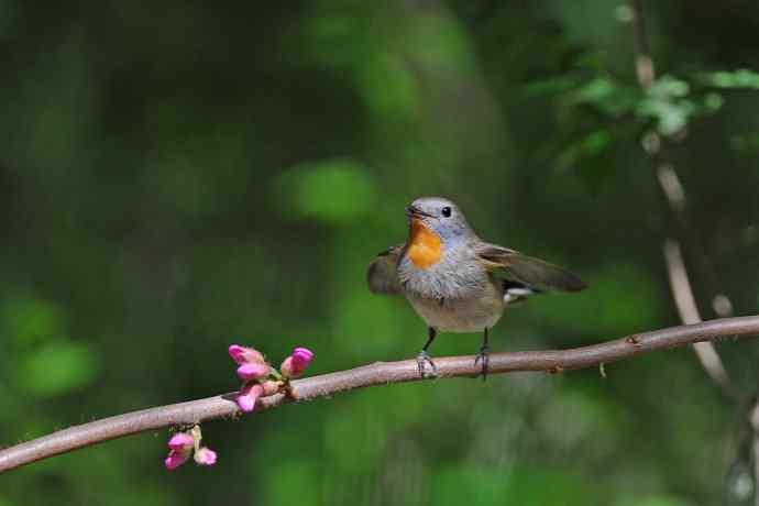 雄性红喉姬鹟（6）