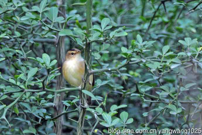 黑眉苇莺 黑眉苇莺