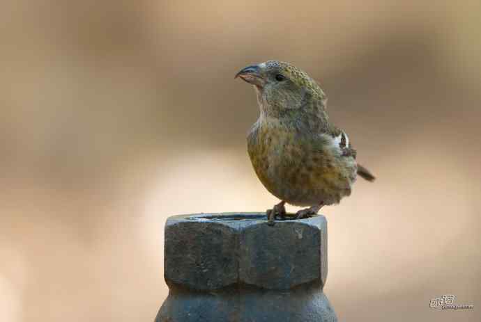 一对罕见的白翅交嘴雀 一对罕见的白翅交嘴雀