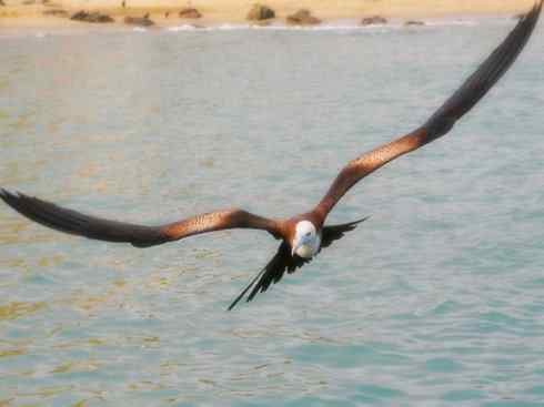 天生猎手：非猛禽类猎手之五（海上霸主军舰鸟、海鸥）