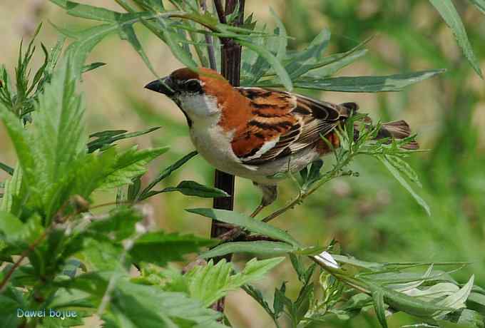白河六月几只鸟　