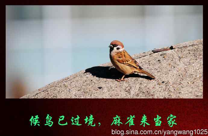 候鸟已过境，麻雀来当家