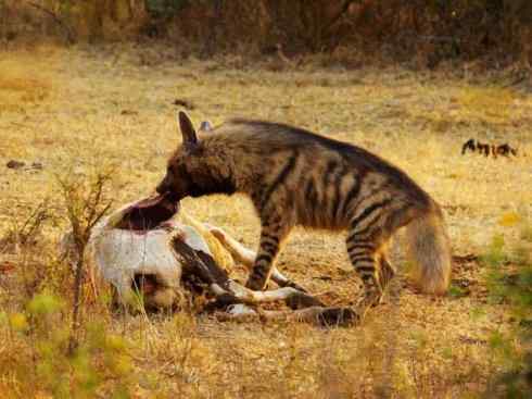 狈：传说的兽原型探秘（鬣狗）