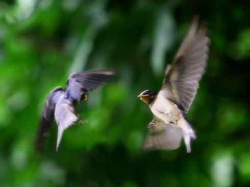 十大鸟类建筑师之一（家燕、金丝燕）