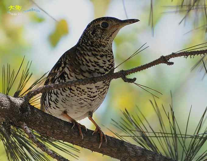 二鸫献寿:虎斑地鸫和宝兴歌鸫 二鸫献寿:虎斑地鸫和宝兴歌鸫