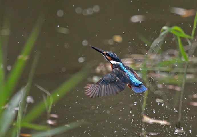 220.可爱小翠--飞姿图