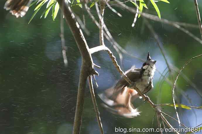 穷人大炮-量力而为之打鸟作乐