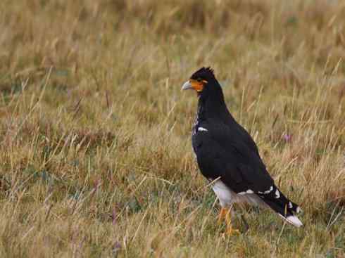 鸟类之最：小隼