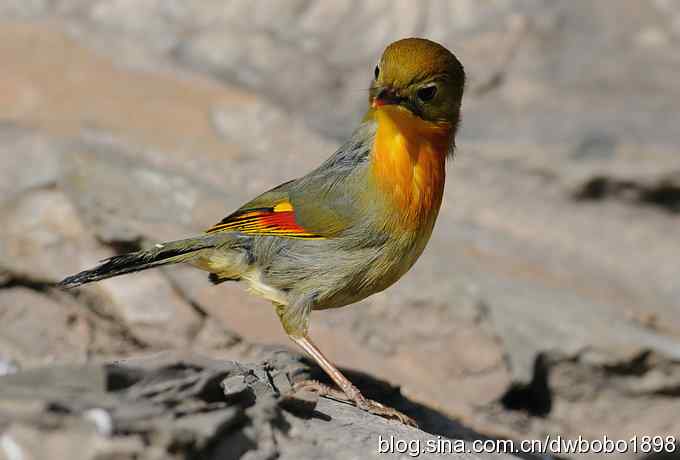 相思趣拍 贺三八国际妇女节