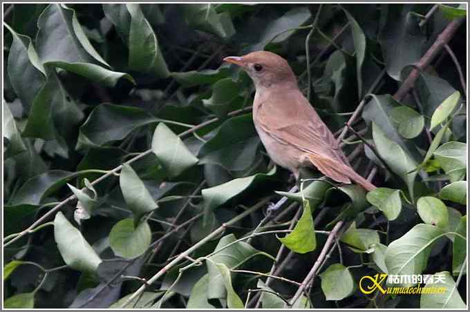 昨天拍的几只鸟【照片】