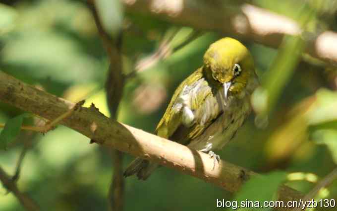 第一次遇到绣眼鸟(组图) 第一次遇到绣眼鸟(组图)