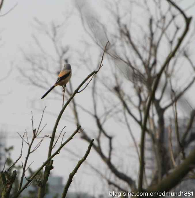穷人大炮-量力而为之打鸟作乐