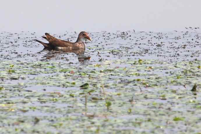 摄鸟拾趣（十九） wbr wbr黑水鸡