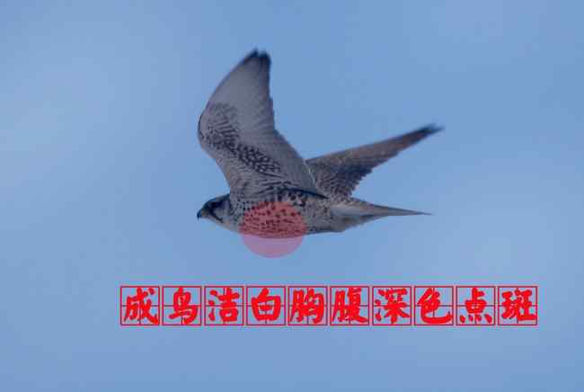 猛禽大全——中国东部地区27种迁徙类猛禽辨识