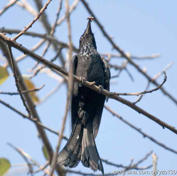 深圳拍鸟新纪录（6）——发冠卷尾（组图）