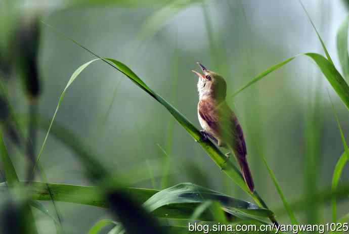 东方大苇莺