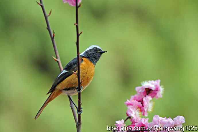 雄性北红尾鸲（27）