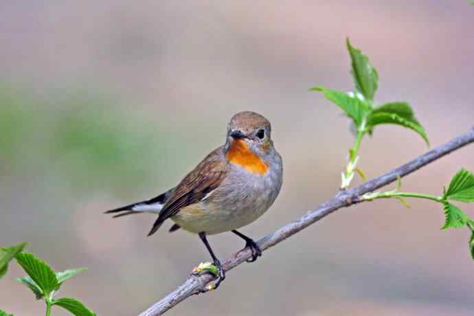 雄性红喉姬鹟（2）