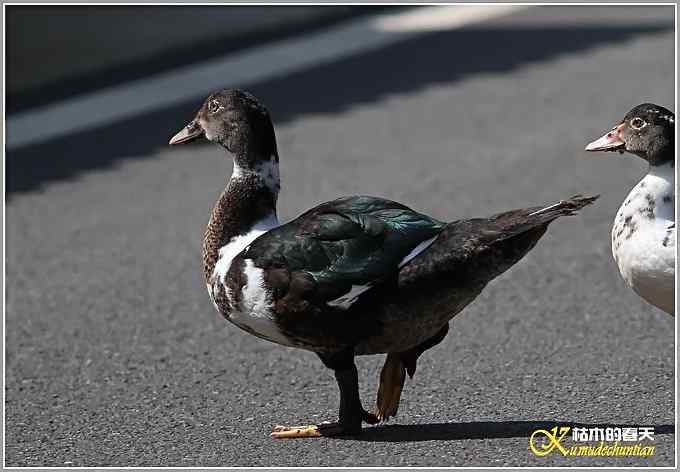 记录鈥満中佧l鈥潯菊掌