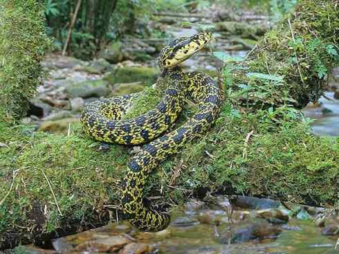 龙：传说的兽原型探秘（蝮蛇类）