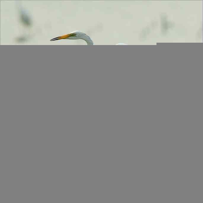 白鹭捕红鱼 白鹭捕红鱼