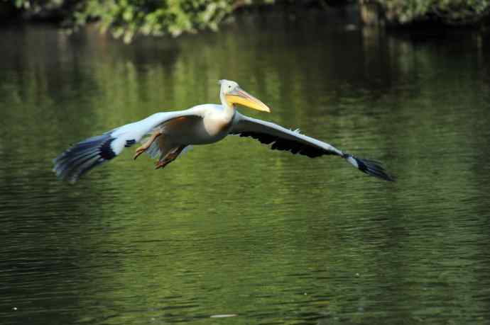 再拍鹈鹕 wbr wbr14