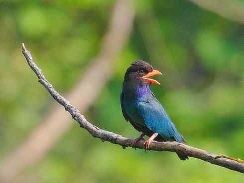 绝色攀禽:佛法僧目之三宝鸟