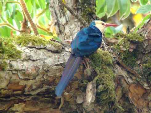 绝色攀禽:戴胜与林戴胜2 绝色攀禽:戴胜与林戴胜2