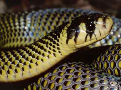 龙:传说的兽原型探秘(眼睛蛇类) 龙:传说的兽原型探秘(眼睛蛇类)