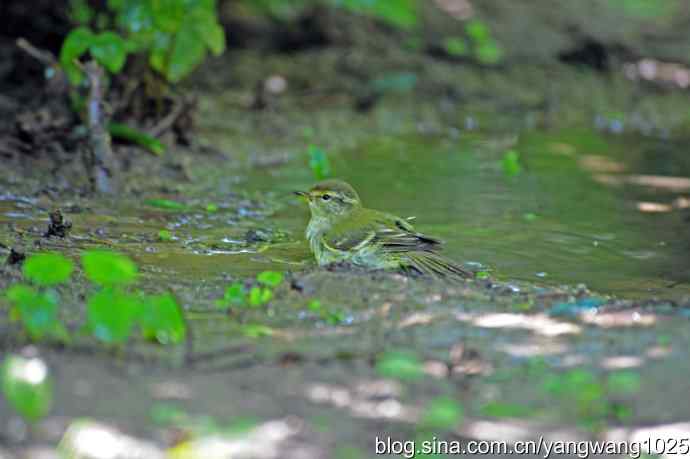 爽（洗浴的黄眉柳莺）1