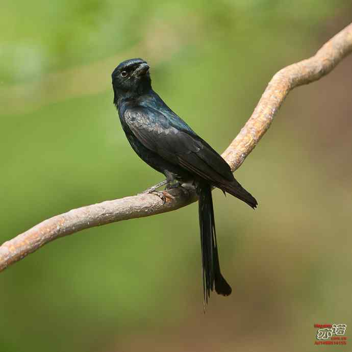 北京长沟湿地&nbsp;wbr路&nbsp;wbr黑卷尾