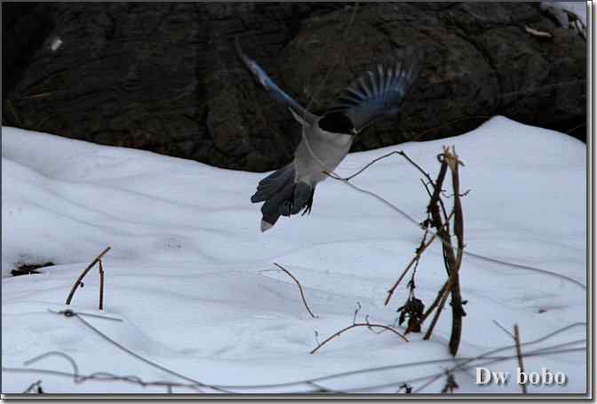 点击图片或使用键盘← →翻页