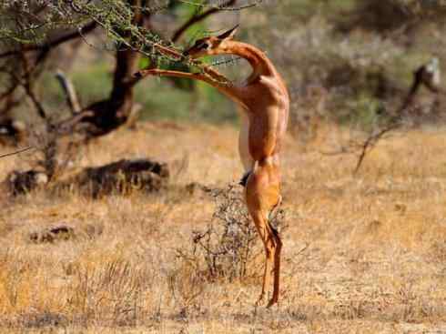 麒麟：传说的兽原型探秘（鹿羚）