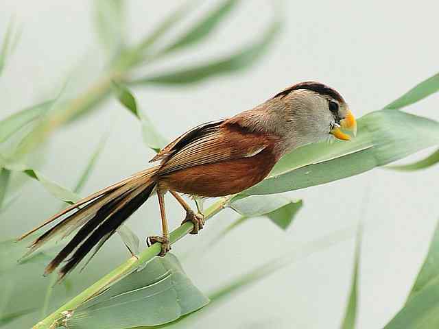 衡水湖印象(震旦鸦雀)