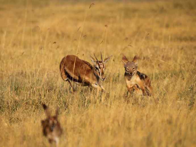 犬科:犬亚科犬属之金豺、黑背豺(胡狼类) 犬科:犬亚科犬属之金豺、黑背豺(胡狼类)