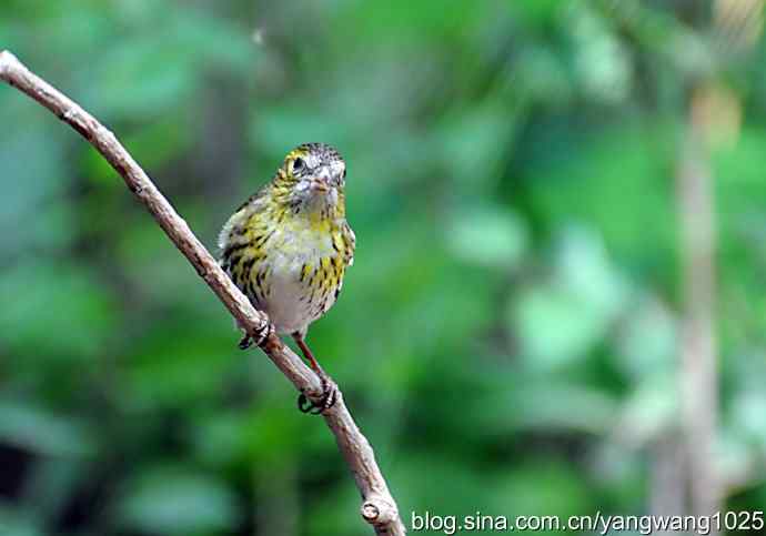红胁绣眼、小鹀