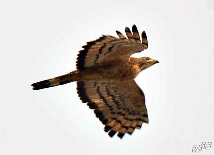 北京西山 wbr路 wbr凤头蜂鹰 北京西山 wbr路 wbr凤头蜂鹰