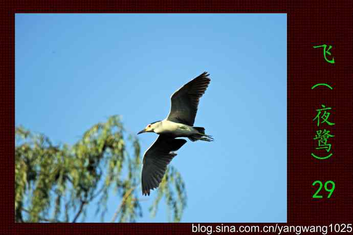北京动物园的鸟类——飞（夜鹭）29