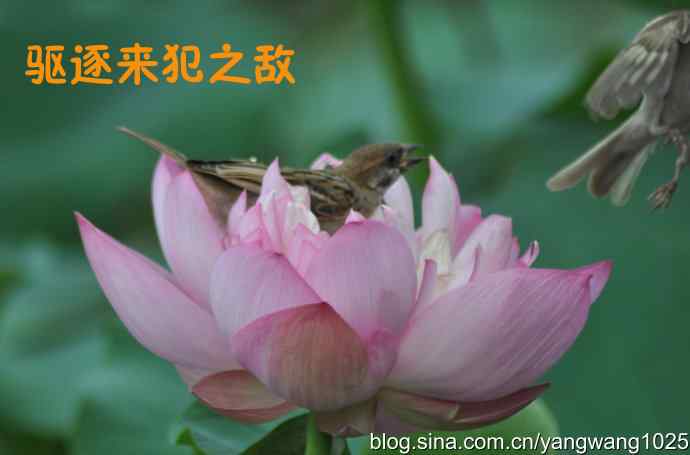 领地的和平与战争