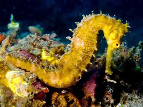 鱼类活化石：匙吻鲟科