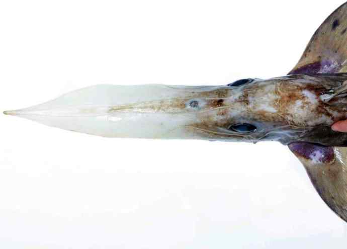 鱼类活化石：长吻银鲛