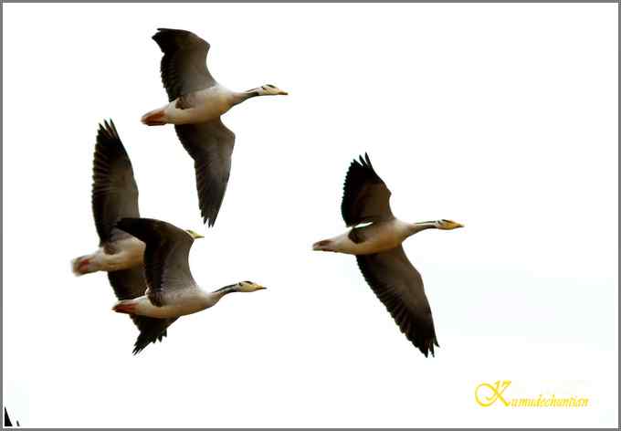 飞翔的鸟【照片】