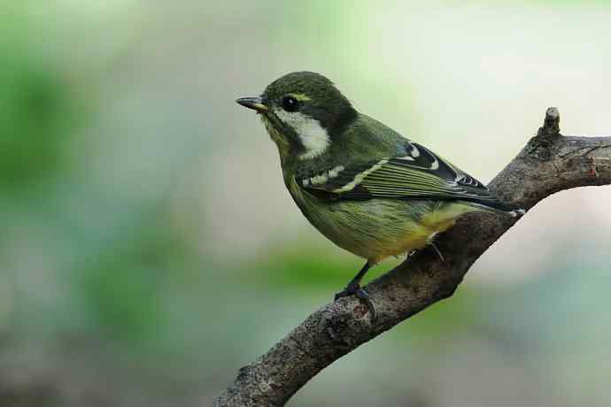 沐浴的黄腹山雀