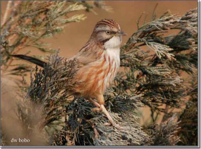 中国特有鸟种-山鹛