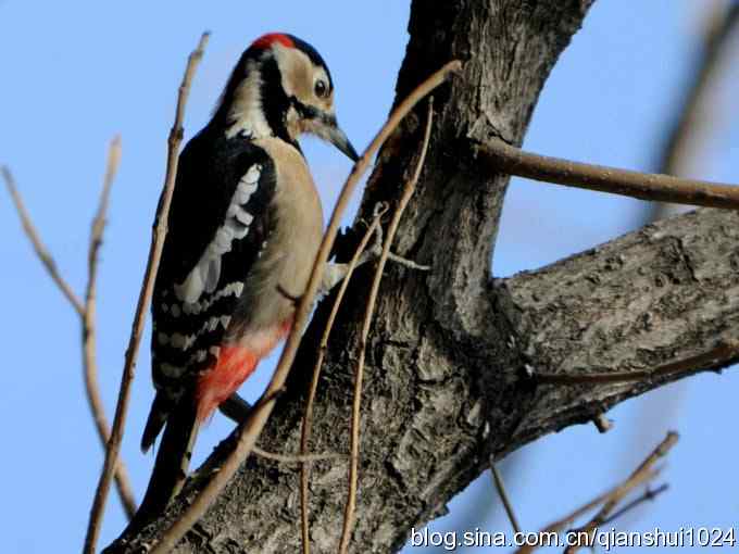 植物园里的大斑啄木鸟