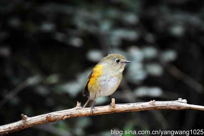 雌性北红尾鸲（3）