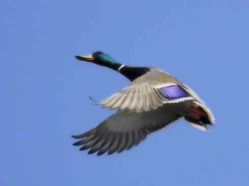 雁鸭之最之四（奥克兰鸭、山蓝鸭、绿头鸭）