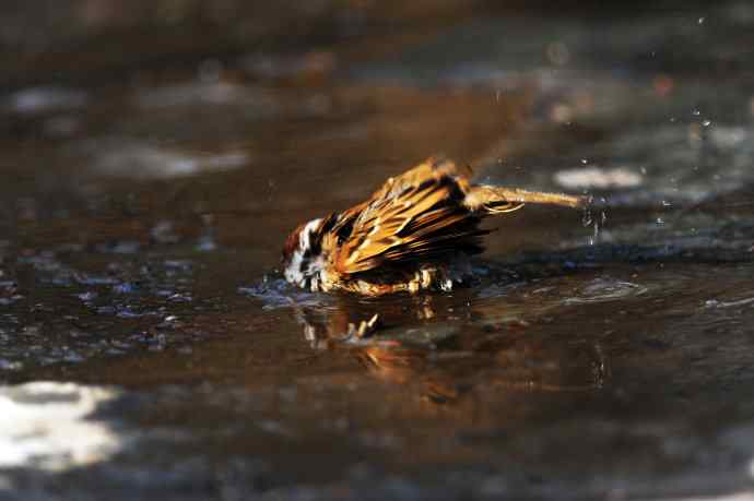 酣畅淋漓腊月澡（麻雀）